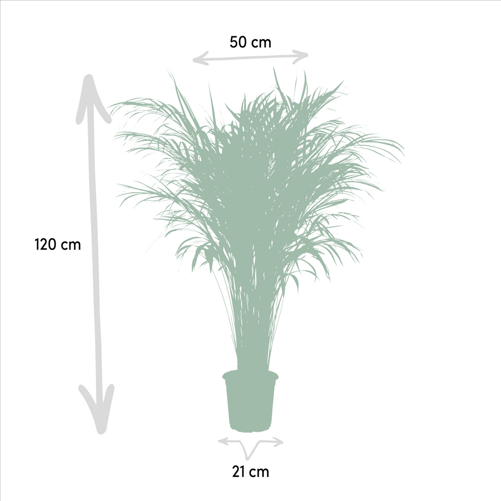 Arekapalmsväxt (Dypsis) – Ø21 cm, 100 cm hög