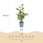 Prunus lusitanica angustifolia (prunier de Lusitanie) – 16 plants, Ø9 cm, 25–35 cm de haut