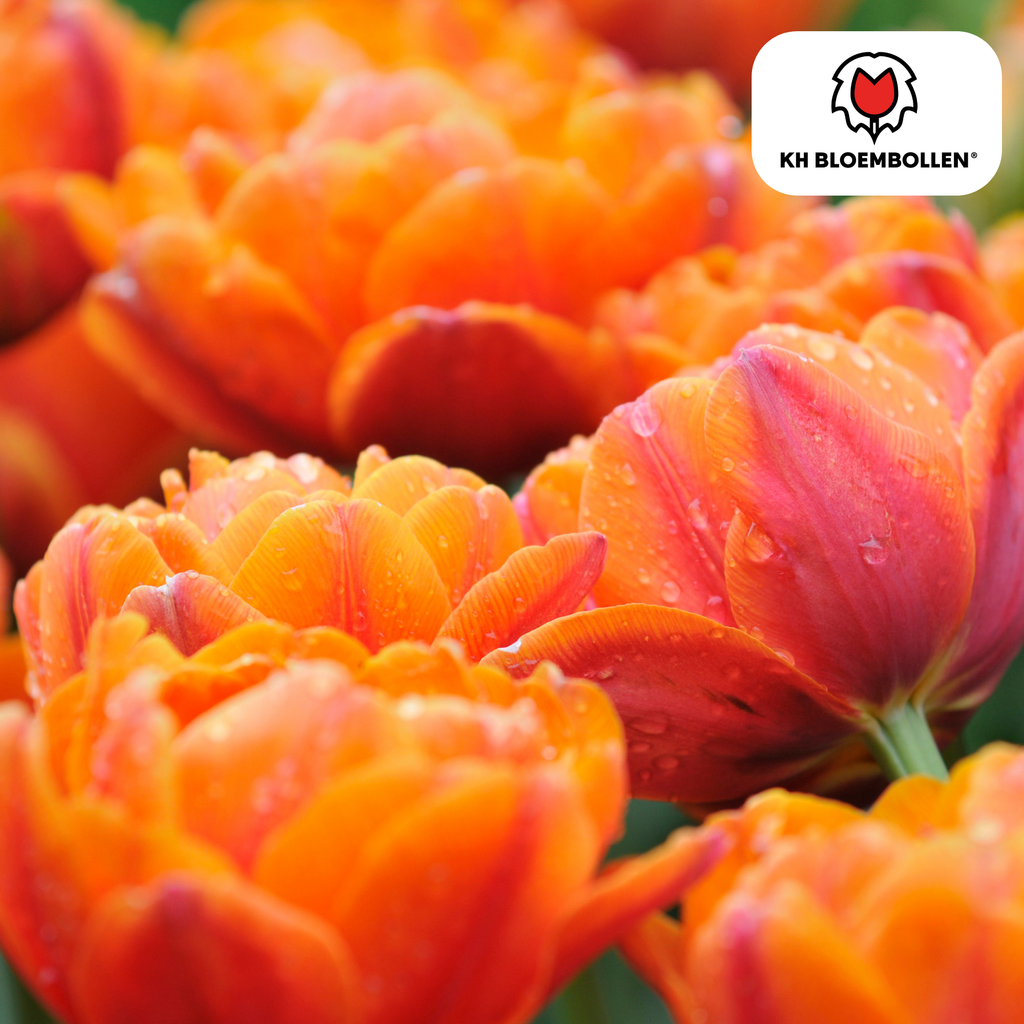 Tulpe 'Icoon' – 20 Blumenzwiebeln (Zwiebelgröße 11/12)