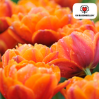 Tulpe 'Icoon' – 20 Blumenzwiebeln (Zwiebelgröße 11/12)