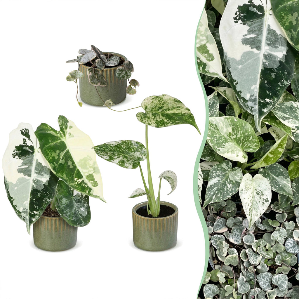 3× jeunes plantes Variegata Mix incl. Linnea Olive – Ø6 cm, 10–15 cm de haut