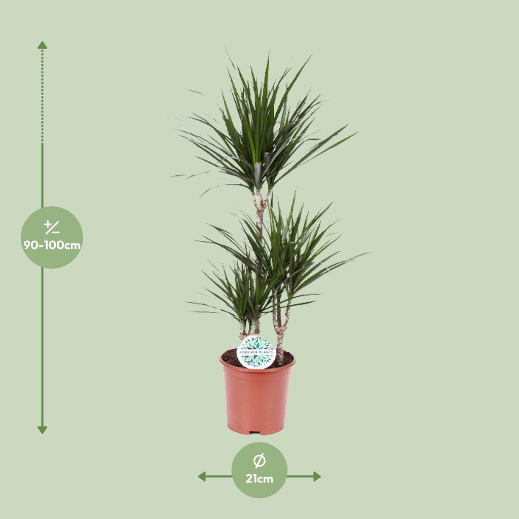 Dracaena marginata (Drachenbaum) – Ø 21 cm, 115 cm hoch