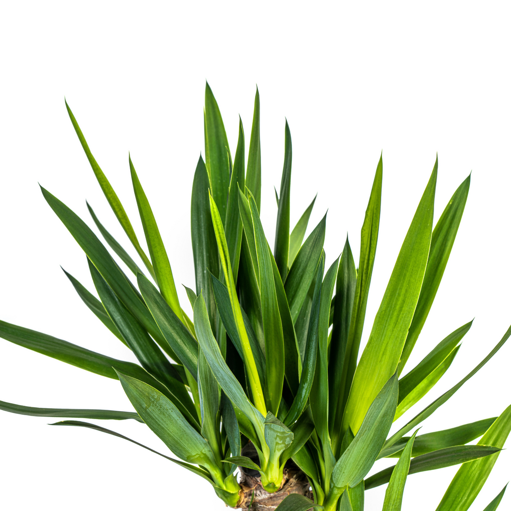 Yucca elephantipes met mand – Ø21 cm, 90–110 cm hoog