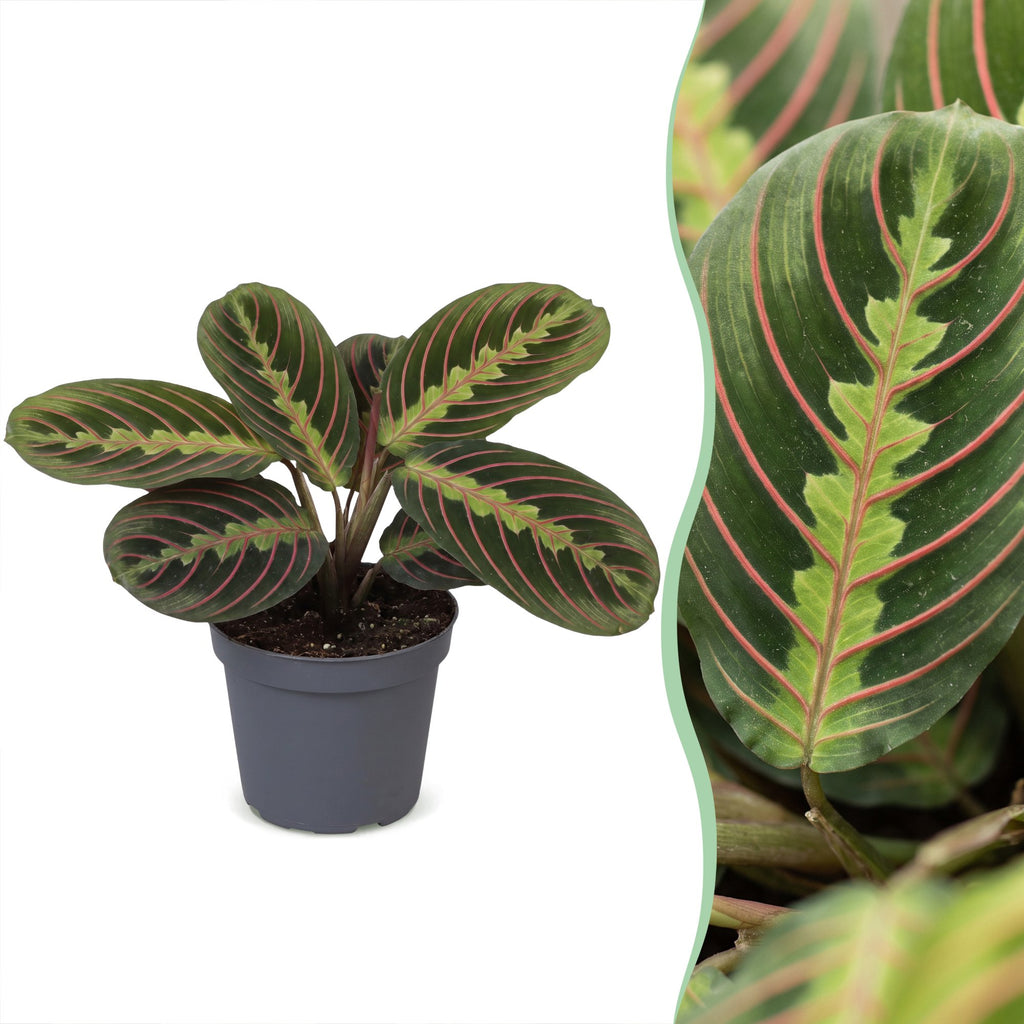 Maranta Fascinator Tricolor (plante prieuse) – Ø6 cm, 12 cm de haut