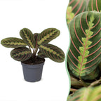 Maranta Fascinator Tricolor (plante prieuse) – Ø6 cm, 12 cm de haut