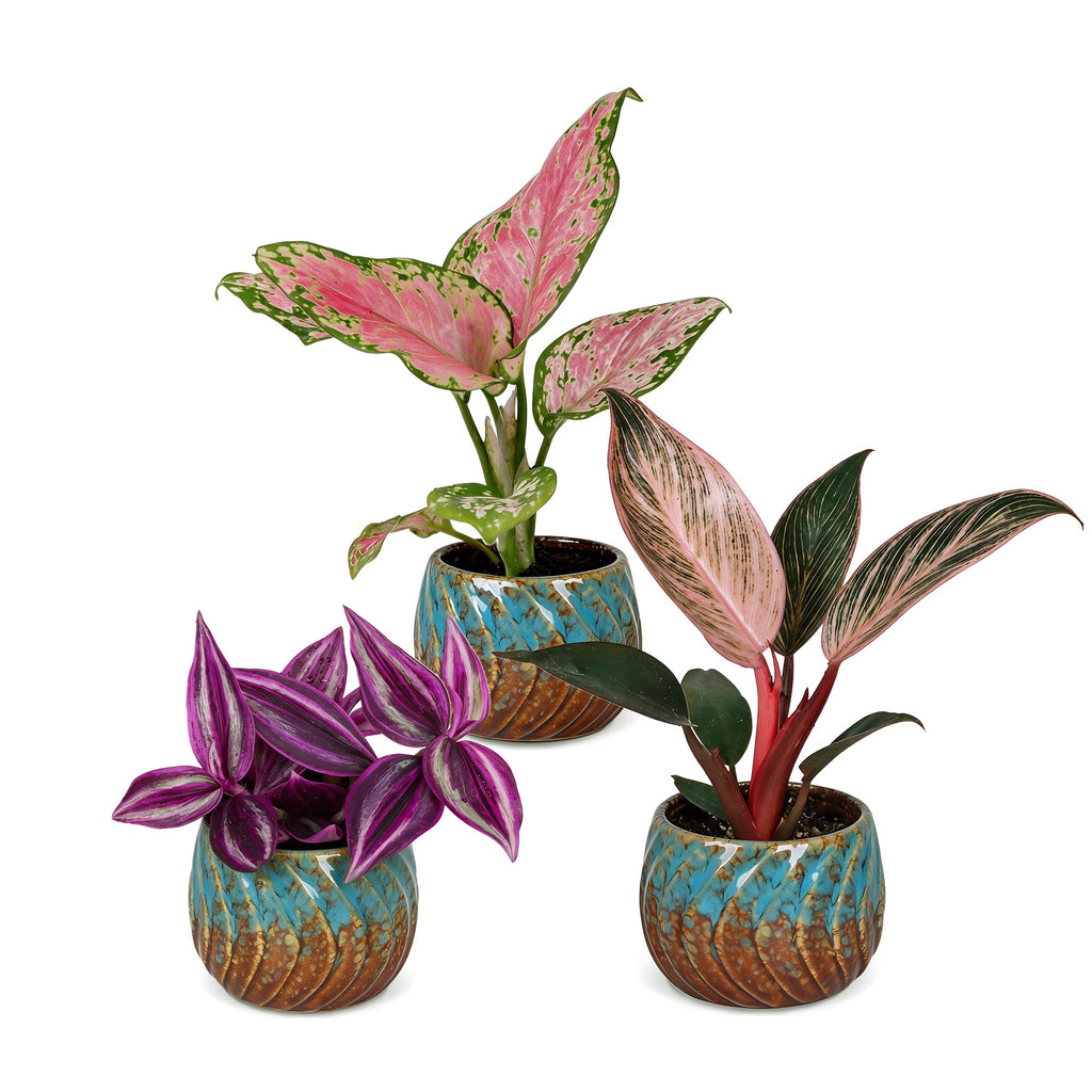 3× babyplanter Paradise Mix incl. Copper Reef – Ø6 cm, 10–15 cm høje