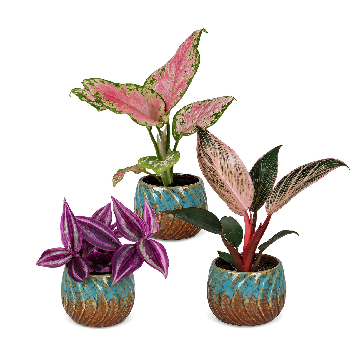 3× babyplanter Paradise Mix incl. Copper Reef – Ø6 cm, 10–15 cm høje