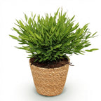 Bamusa Pogonatherum Monica (bamboegras) met mand – Ø12 cm, 20 cm hoog