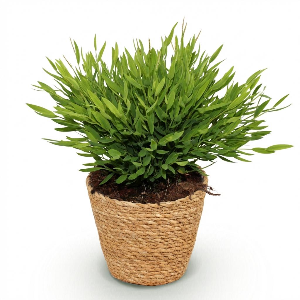 Bamusa Pogonatherum Monica (bamboegras) met mand – Ø12 cm, 20 cm hoog