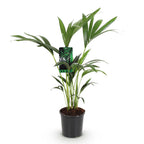 Howea forsteriana (kentia palm) – Ø17 cm, 70–75 cm high