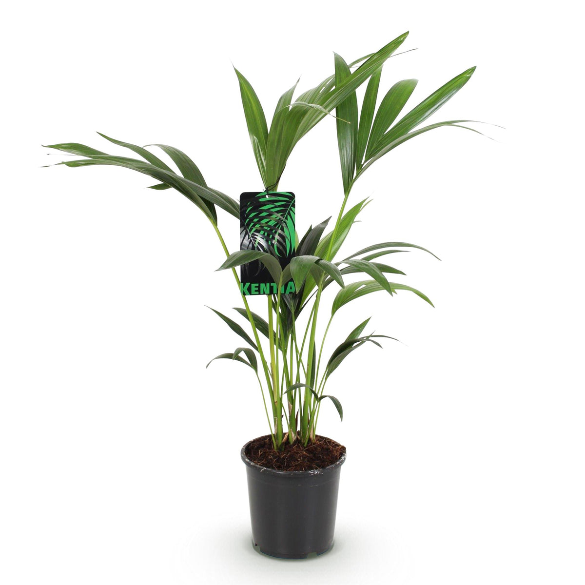 Howea forsteriana (kentiapalm) – Ø17 cm, 70–75 cm hoog