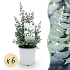 Eukalyptusbaum – 6 Pflanzen, Ø 17 cm, 40 cm hoch
