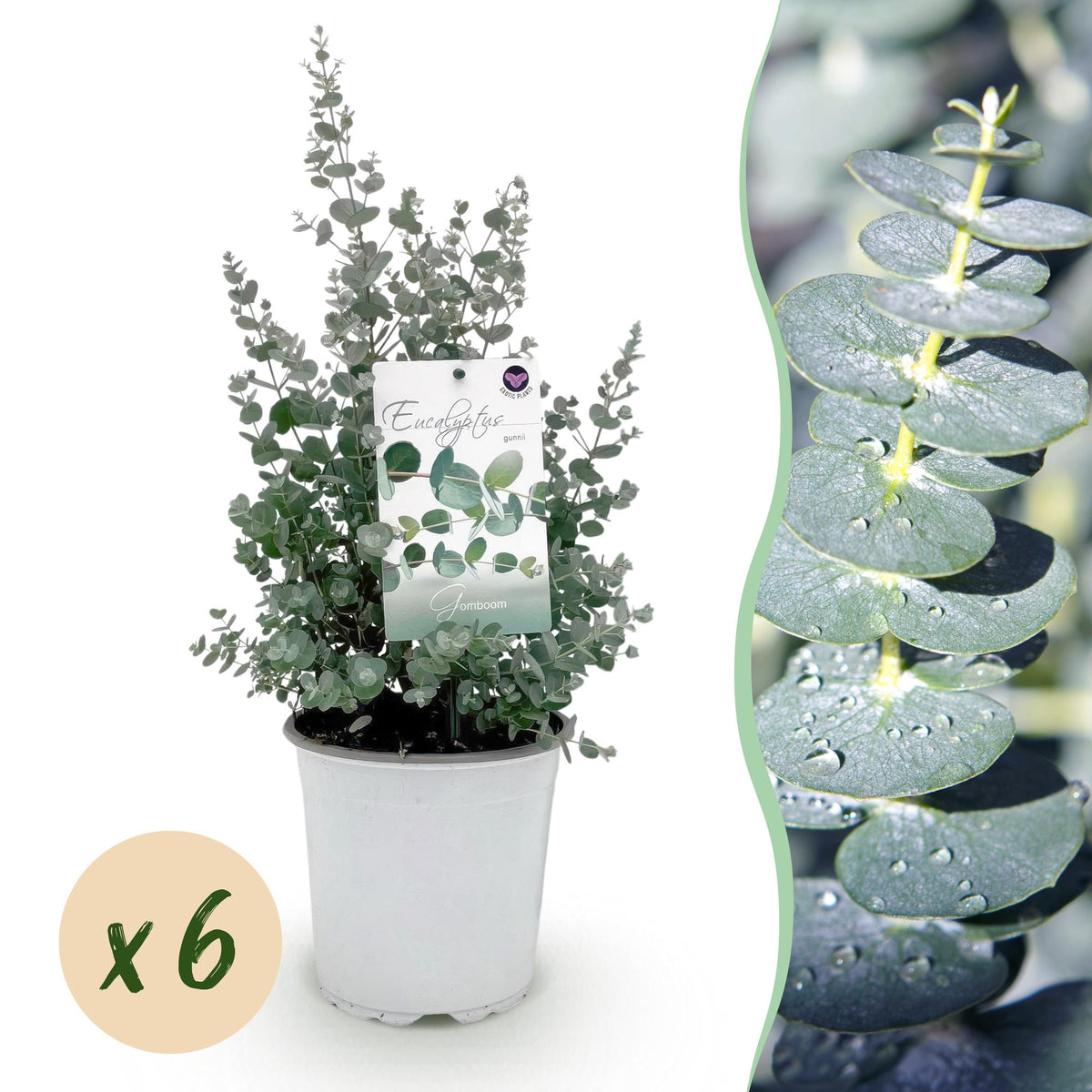 Eukalyptusbaum – 6 Pflanzen, Ø 17 cm, 40 cm hoch