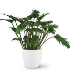 Philodendron Xanadu dans pot de présentation blanc – Ø19 cm, 60 cm de haut