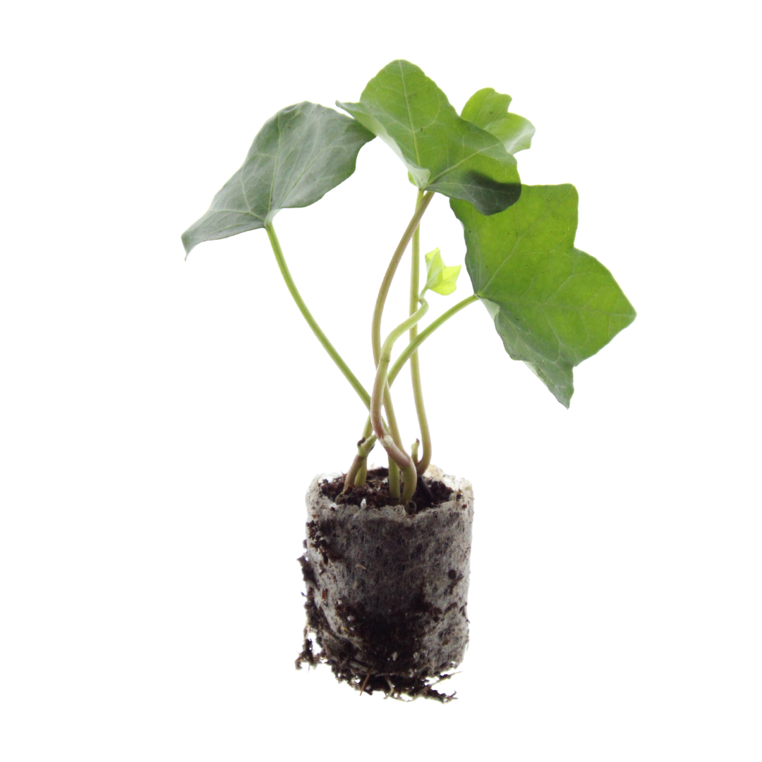 Hedera (klimop) – foto 3