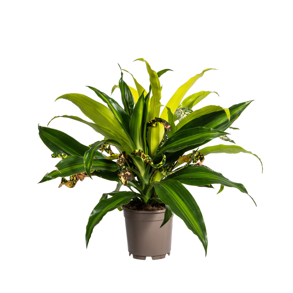 Plantenmix – Ø17 cm, 55–65 cm hoog
