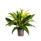 Plantenmix – Ø17 cm, 55–65 cm hoog