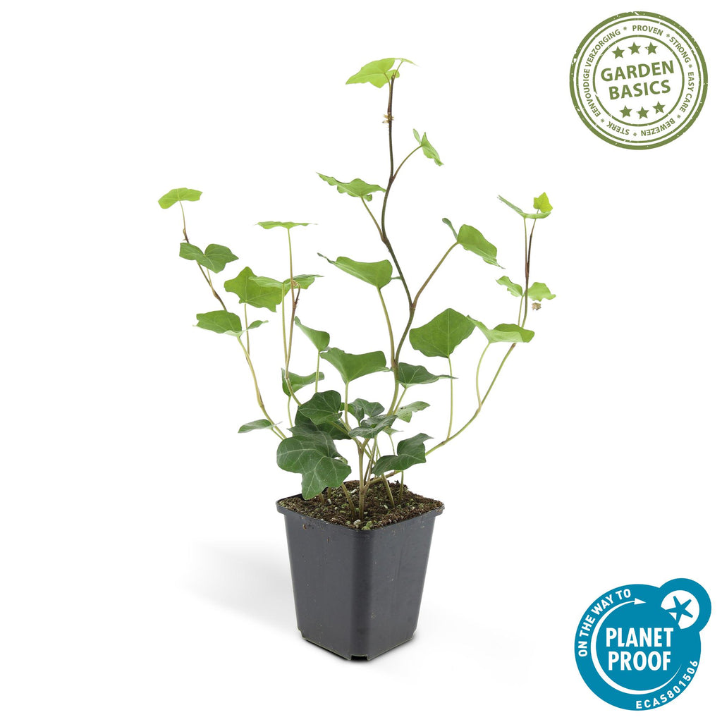 Hedera hibernica (Efeu) – 12 Pflanzen, Ø9 cm, 10–25 cm hoch – Bild 2