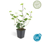 Hedera hibernica (Efeu) – 12 Pflanzen, Ø9 cm, 10–25 cm hoch