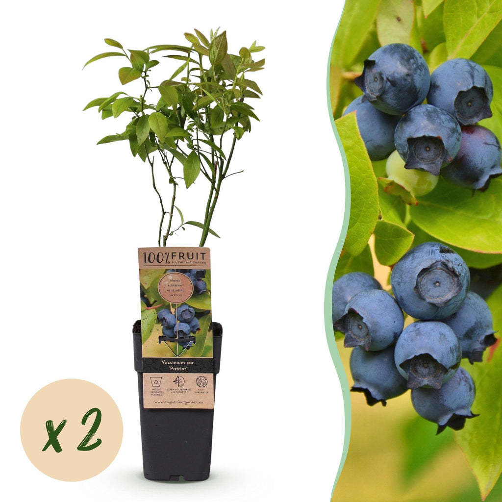 Vaccinium corymbosum 'Patriot' (myrtille) – 2 plants, Ø15 cm, 50 cm de haut