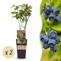Vaccinium corymbosum 'Patriot' (myrtille) – 2 plants, Ø15 cm, 50 cm de haut