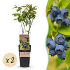 Vaccinium corymbosum 'Patriot' (myrtille) – 2 plants, Ø15 cm, 50 cm de haut