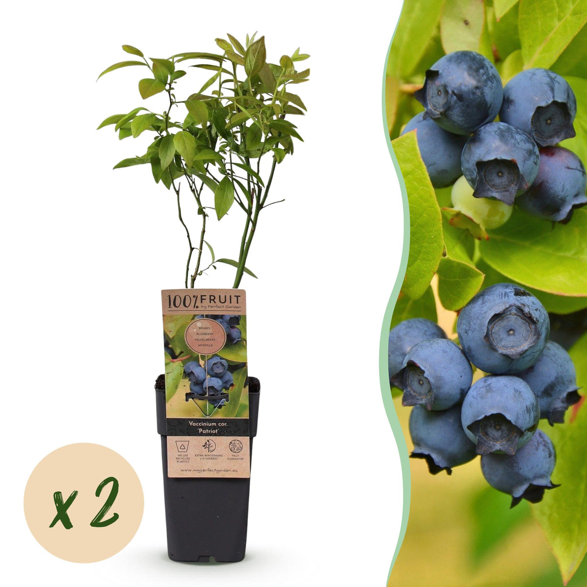 Vaccinium corymbosum 'Patriot' (myrtille) – 2 plants, Ø15 cm, 50 cm de haut