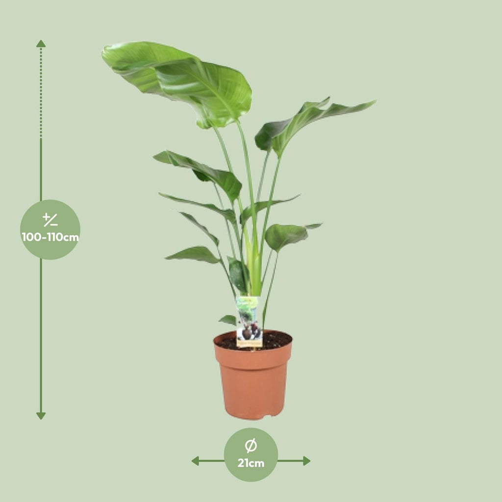Strelitzia nicolai (oiseau de paradis blanc) – Ø21 cm, 90 cm de haut – photo 2