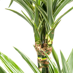 Dracaena Deremensis White Stripe (Drachenbaum) – Ø 19 cm, 70–90 cm hoch