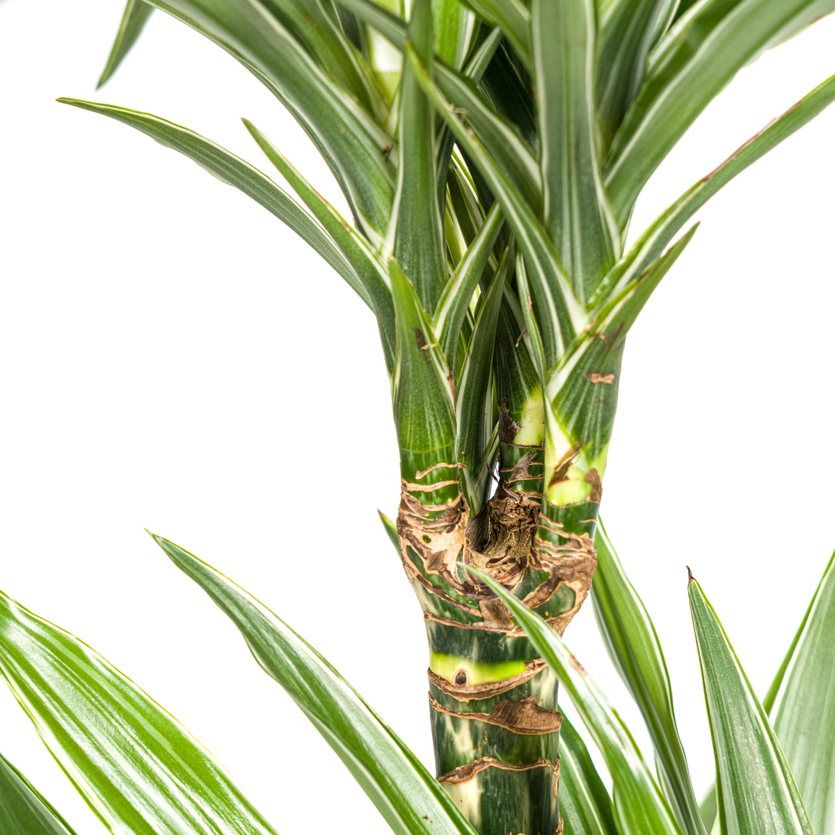 Dracaena Deremensis White Stripe (Drachenbaum) – Ø 19 cm, 70–90 cm hoch