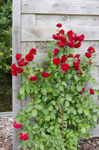Rosa mix (rose) – 3 plants, Ø15 cm, 65 cm high