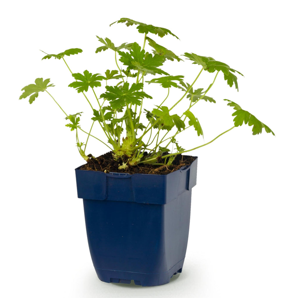 Geranium macrorrhizum 'Ingwersen’s Variety' (cranesbill) – pale pink – Ø11 cm, 15–25 cm high – photo 2