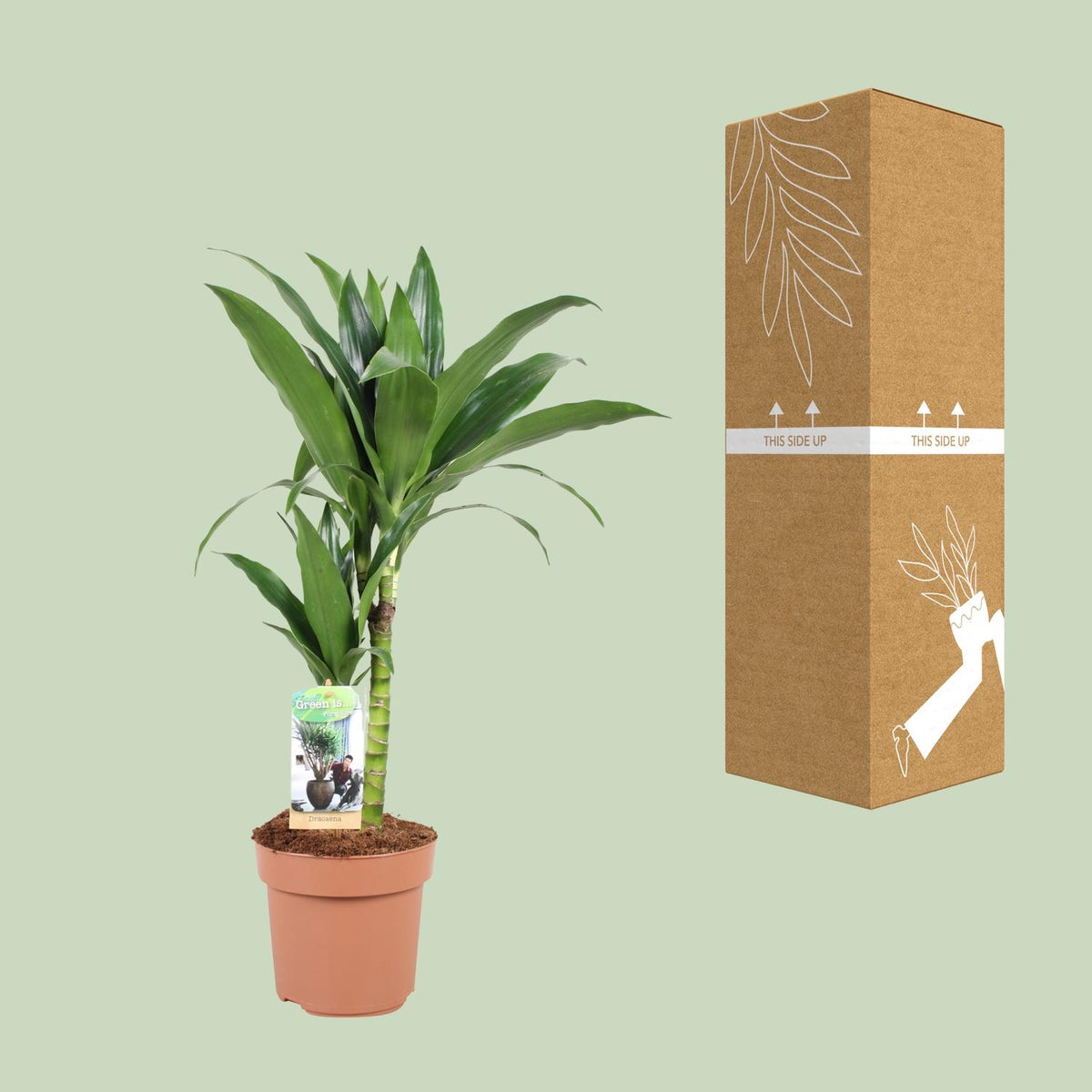 Dracaena Janet Craig 30-15 (drakenboom) – Ø17 cm, 60 cm hoog