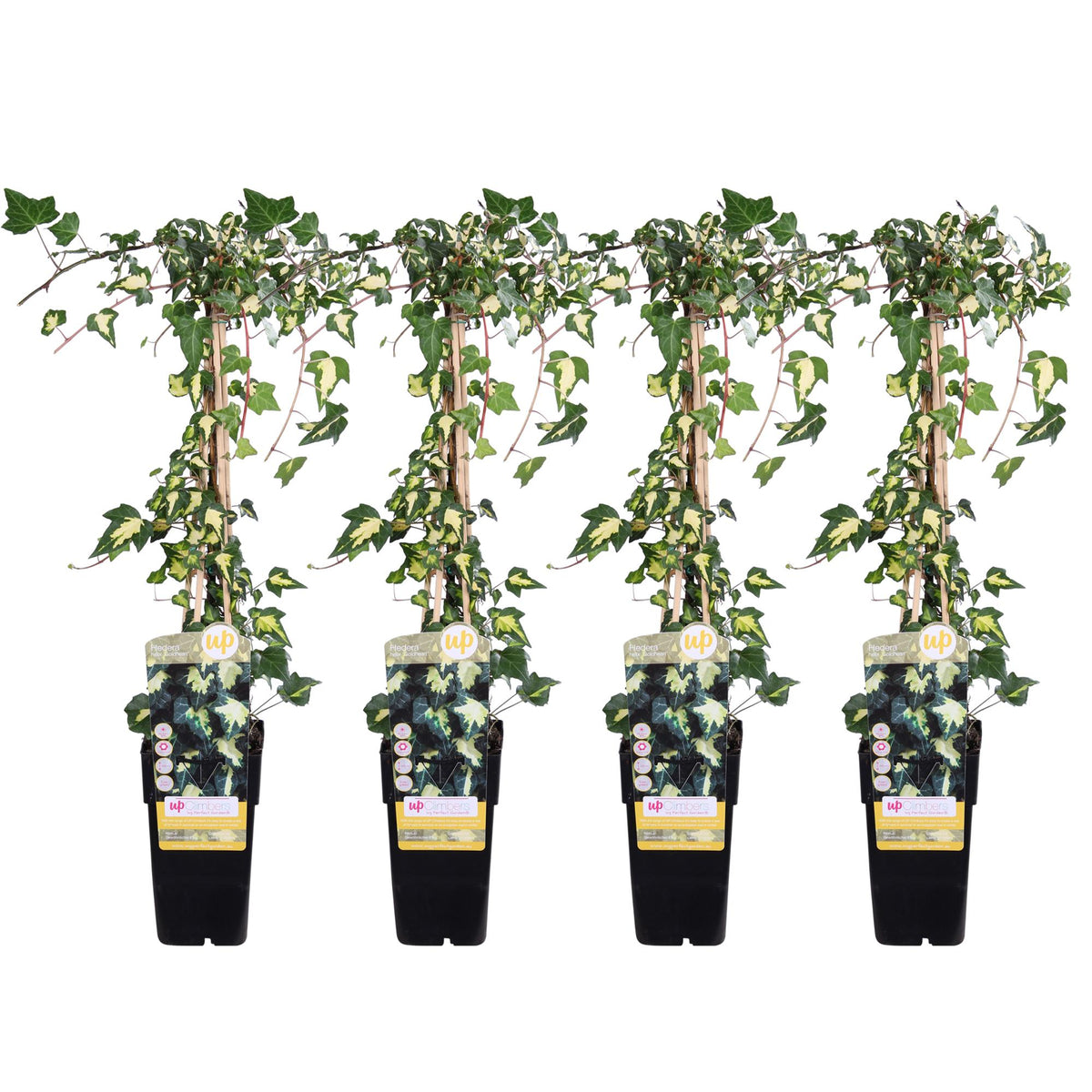 Hedera helix 'Goldheart' (klimop) – 4 planten, Ø15 cm, 65 cm hoog