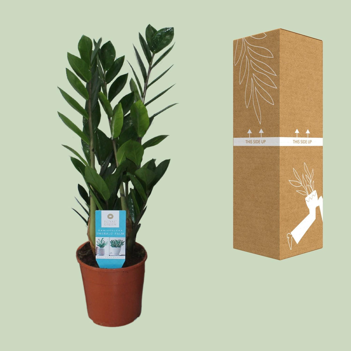 Zamioculcas zamiifolia (zz-plant) – Ø14 cm, 55 cm hoog