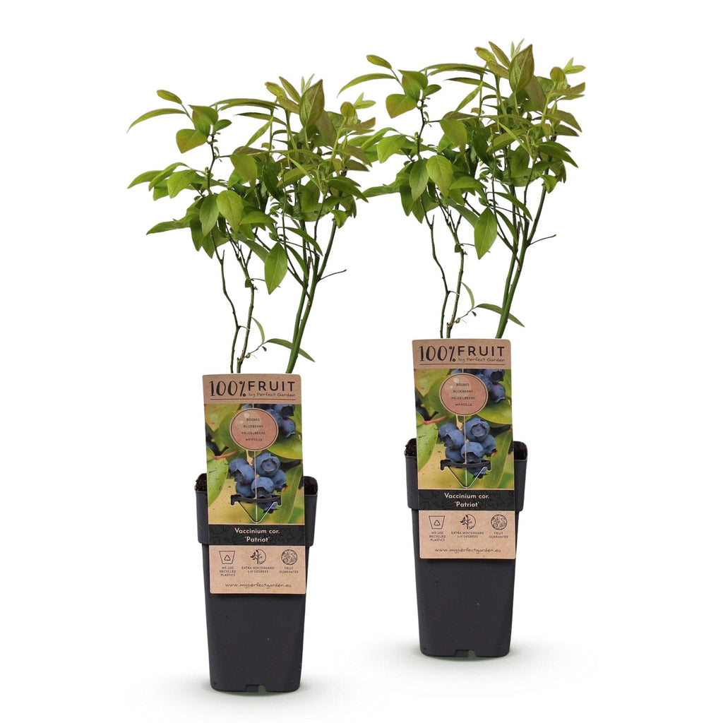 Vaccinium corymbosum 'Patriot' (myrtille) – 2 plants, Ø15 cm, 50 cm de haut – photo 2