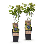 Vaccinium corymbosum 'Patriot' (myrtille) – 2 plants, Ø15 cm, 50 cm de haut