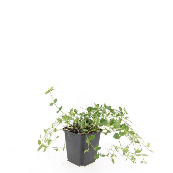 Vinca minor 'Gertrude Jekyll' (periwinkle) – 48 plants, Ø9 cm, 10–25 cm high