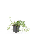 Vinca minor 'Gertrude Jekyll' (periwinkle) – 48 plants, Ø9 cm, 10–25 cm high