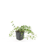 Vinca minor 'Gertrude Jekyll' (periwinkle) – 48 plants, Ø9 cm, 10–25 cm high