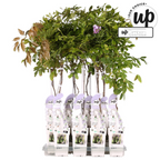 Wisteria sinensis 'Caroline' (purple rain) – Ø15 cm, 65 cm high