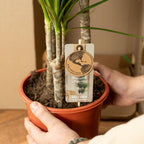 Dracaena ↨70 cm (arbre au dragon) – Ø17 cm