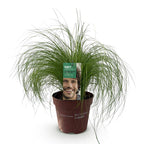 Stipa tenuifolia 'Pony Tails' (feather grass) – Ø17 cm, 50 cm high