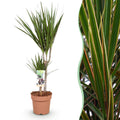 Dracaena marginata (dragebreg) – Ø17 cm, 70–80 cm høj