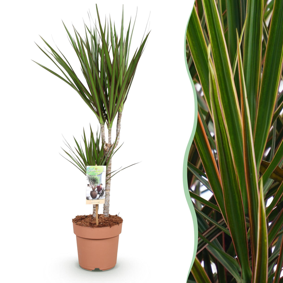 Dracaena marginata (Drachenbaum) – Ø 17 cm, 70–80 cm hoch