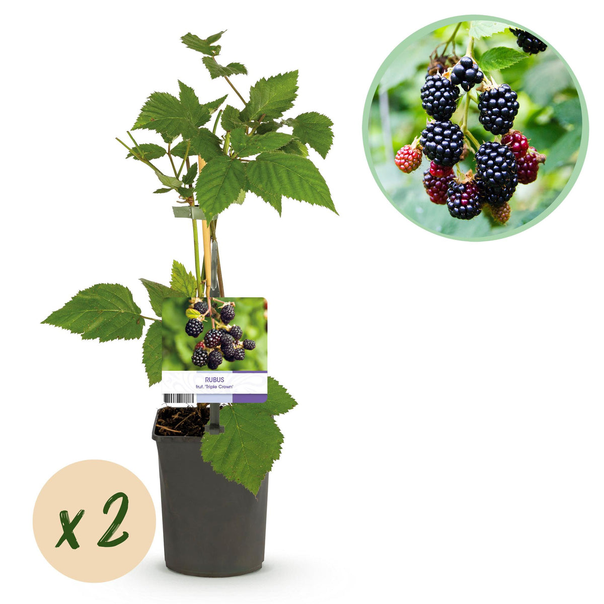 Rubus fruticosus 'Triple Crown' (zwarte braam) – 2 planten, Ø11 cm, 40 cm hoog