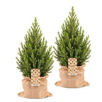 2× Picea glauca Conica (Weihnachtsbäumchen) in Jutegut – Ø19 cm, 65 cm hoch