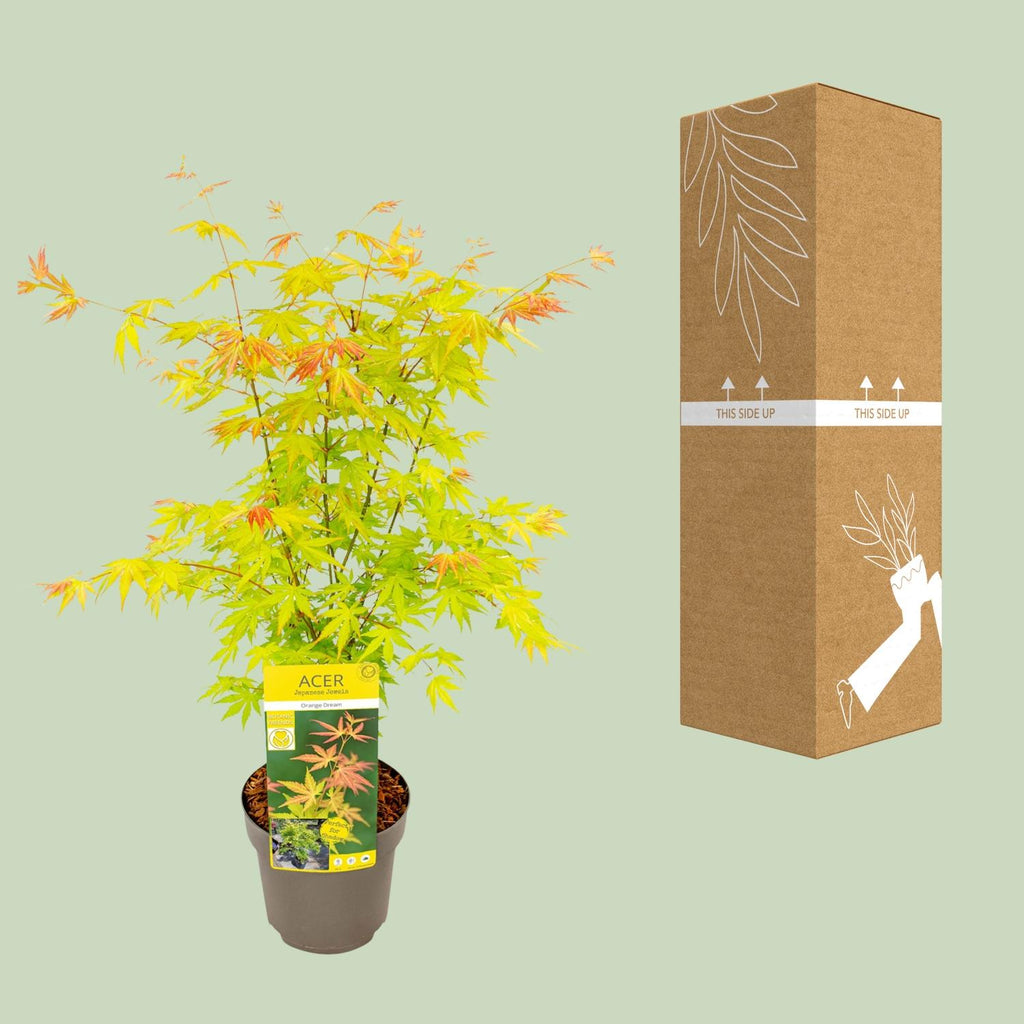 Acer palmatum 'Orange Dream' (Japanese maple) – Ø19 cm, 50 cm high – photo 3