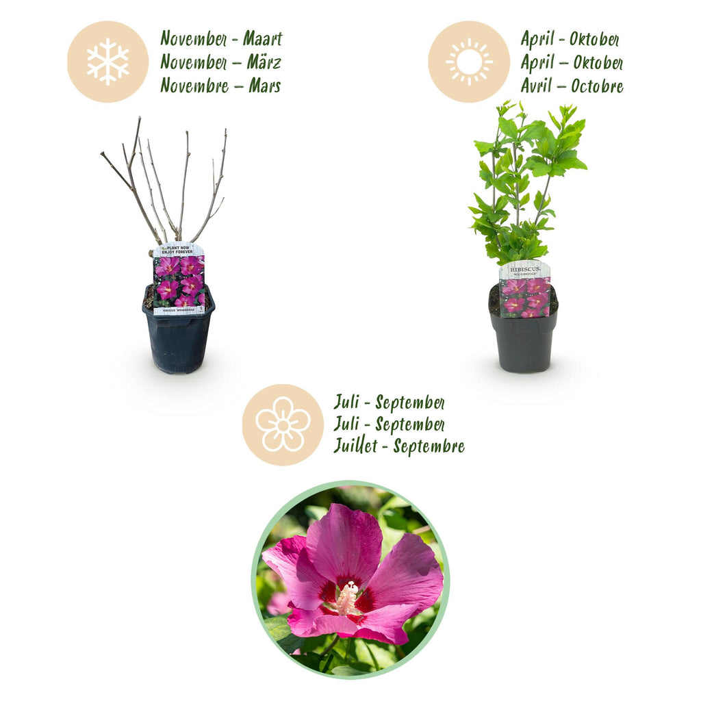 Hibiscus syriacus 'Woodbridge' (Rosenhibiskus) – rosa – 3 Pflanzen, Ø 17 cm, 45 cm hoch – Bild 4