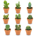 9× Mini Cactus Mix (Cactaceae) – Ø8 cm, 5–10 cm hoog